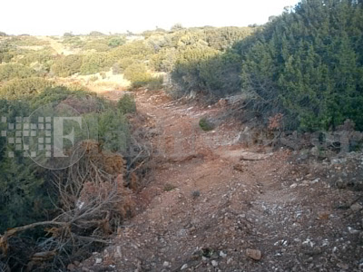 Παράνομη διάνοιξη δρόμου από Ελαφονήσι μέχρι Κριό καταστρέφει δασική έκταση - Φωτογραφία 3