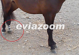 Σκύρος: Τεχνητό πόδι σε ﻿﻿﻿﻿﻿﻿﻿﻿﻿άλογο γι﻿α ﻿π﻿ρώ﻿τ﻿η ﻿φο﻿ρ﻿ά ﻿στ﻿﻿η﻿ν Ελ﻿λά﻿δα! - Φωτογραφία 1