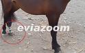 Σκύρος: Τεχνητό πόδι σε ﻿﻿﻿﻿﻿﻿﻿﻿﻿άλογο γι﻿α ﻿π﻿ρώ﻿τ﻿η ﻿φο﻿ρ﻿ά ﻿στ﻿﻿η﻿ν Ελ﻿λά﻿δα! - Φωτογραφία 1