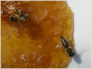 Το μέλι στην Αρχαία Ελλάδα - Φωτογραφία 1