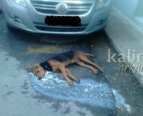 Ντροπή – Έριξαν φόλα σε σκυλί που ξεψύχησε σε δρόμο της Τρίπολης... - Φωτογραφία 1
