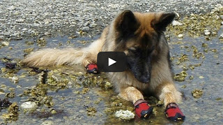 Σκύλοι φοράνε παπούτσια για πρώτη φορά [Video] - Φωτογραφία 1