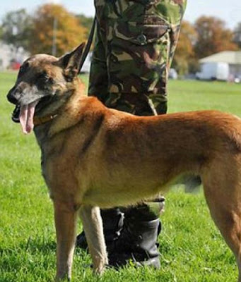 Βρετανία: Θανάτωσαν τα σκυλιά του Ουίλλιαμ στην RAF - Φωτογραφία 2