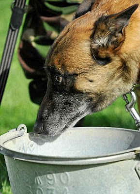 Βρετανία: Θανάτωσαν τα σκυλιά του Ουίλλιαμ στην RAF - Φωτογραφία 3
