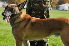Βρετανία: Θανάτωσαν τα σκυλιά του Ουίλλιαμ στην RAF