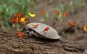 Οι πεταλούδες πίνουν τα δάκρυα των χελωνών στο δυτικό Αμαζόνιο