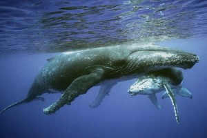 Η ιστορία της ζωής των φαλαινών αποτυπώνεται στο... κερί του αυτιού τους - Φωτογραφία 1