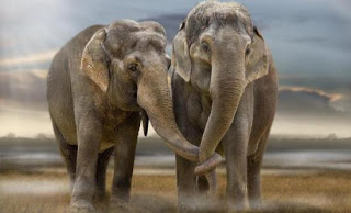 Kαυτερό τσίλι η ύστατη λύση για τους ελέφαντες - Φωτογραφία 1