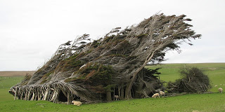 Τα ανεμοδαρμένα δέντρα της Νέας Ζηλανδίας! - Φωτογραφία 1