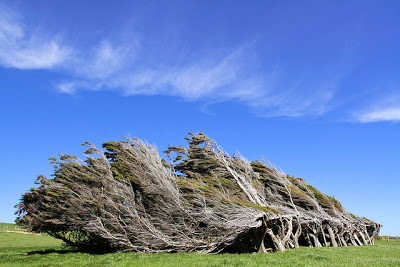 Τα ανεμοδαρμένα δέντρα της Νέας Ζηλανδίας! - Φωτογραφία 3