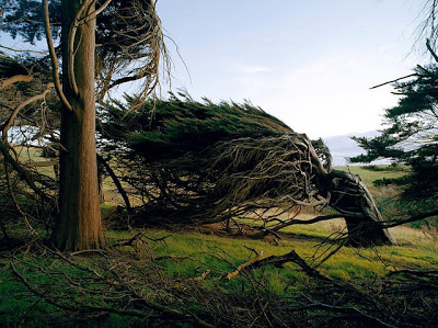 Τα ανεμοδαρμένα δέντρα της Νέας Ζηλανδίας! - Φωτογραφία 4