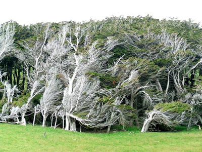 Τα ανεμοδαρμένα δέντρα της Νέας Ζηλανδίας! - Φωτογραφία 5