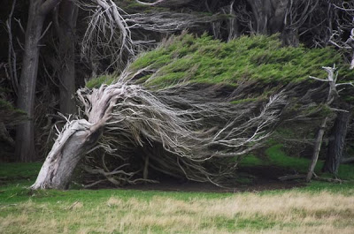 Τα ανεμοδαρμένα δέντρα της Νέας Ζηλανδίας! - Φωτογραφία 6
