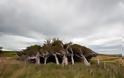 Τα ανεμοδαρμένα δέντρα της Νέας Ζηλανδίας! - Φωτογραφία 2