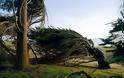 Τα ανεμοδαρμένα δέντρα της Νέας Ζηλανδίας! - Φωτογραφία 4