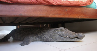 Κοιμόταν ένα βράδυ ολόκληρο μ’ ένα κροκόδειλο κάτω από το κρεβάτι του! - Φωτογραφία 1