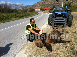 Νεκρή αρκούδα έξω από την ΓΕΟΚ Καστοριάς - Φωτογραφία 1