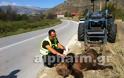 Νεκρή αρκούδα έξω από την ΓΕΟΚ Καστοριάς