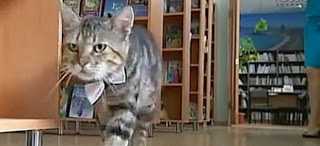 Γάτος προσελήφθη ως βοηθός βιβλιοθηκάριου στην Ρωσία! - Φωτογραφία 1