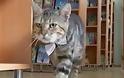 Γάτος προσελήφθη ως βοηθός βιβλιοθηκάριου στην Ρωσία!