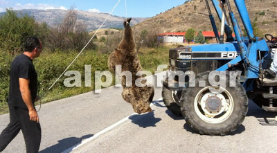 Νεκρή αρκούδα στην Καστοριά – Δείτε σε video την επιχείρηση μετακίνησης του νεκρού ζώου - Φωτογραφία 2