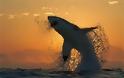Ο μεγάλος λευκός καρχαρίας σε όλη τη μεγαλοπρέπειά του - Φωτογραφία 1