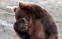 Εντοπίστηκε νεκρή θηλυκή αρκούδα που θήλαζε μωρά