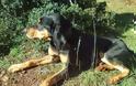 Κυνηγετικός Σύλλογος Σπάρτης: Εκλάπη σκύλος - όποιος μπορεί ας βοηθήσει