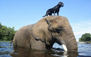Σπάνια φιλία σκύλου & ελέφαντα [video] - Φωτογραφία 1