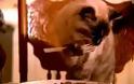 Έμαθε στη γάτα της να τρώει με το πιρούνι [Video]
