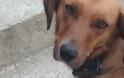 «Επιδημία» σφαγής σκύλων στην Κρήτη!