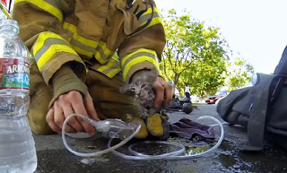Συγκινητικό βίντεο! Πυροσβέστης επαναφέρει στη ζωή γατάκι από σπίτι που κάηκε! - Φωτογραφία 1