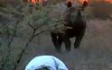 Άνδρας έρχεται αντιμέτωπος με σπάνιο και επιθετικό μαύρο ρινόκερο -  Θα σας εκπλήξει η κατάληξη της συνάντησης [Video]