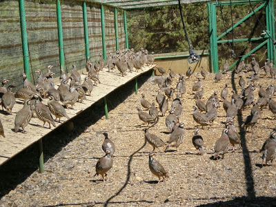 Οι πέρδικες σε ένα παράδεισο στον… «Παράδεισο» - Φωτογραφία 4