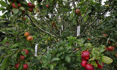 Μηλιά παράγει 250 διαφορετικές ποικιλίες μήλων! - Φωτογραφία 3