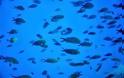 Η «νόσος των ψαριών» χτύπησε τον κόλπο του Λαγανά