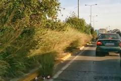 Πάτρα: Σε ζούγκλα έχουν μετατραπεί τα διαζώματα στην Ακτή Δυμαίων