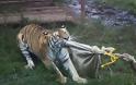 Βίντεο: Παίζουν διελκυστίνδα με τίγρη σε αιχμαλωσία - Φωτογραφία 3