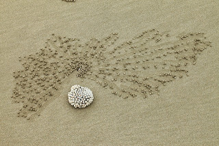 Τα καβούρια… σχεδιάζουν στην άμμο! - Φωτογραφία 1