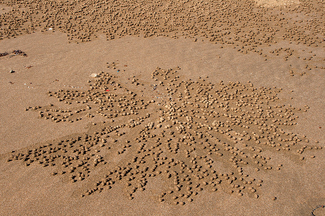 Τα καβούρια… σχεδιάζουν στην άμμο! - Φωτογραφία 5