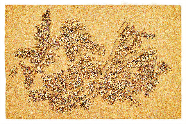 Τα καβούρια… σχεδιάζουν στην άμμο! - Φωτογραφία 7