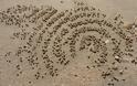 Τα καβούρια… σχεδιάζουν στην άμμο! - Φωτογραφία 2