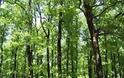 Ηλεία: Έκρυβαν 14 τόνους καυσόξυλα από δάσος σε αποθήκη!