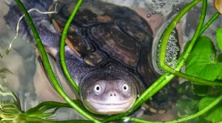 Δείτε μια χελώνα που χαμογελάει! - Φωτογραφία 1