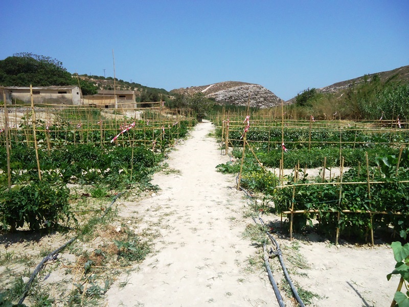 Πάνω από 12 τόνους κηπευτικά έβγαλε ο Λαχανόκηπος του Δήμου στο Ηράκλειο - Φωτογραφία 3