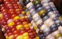 Τα πολύχρωμα καλαμπόκια που κάνουν «τρελές» πωλήσεις - Φωτογραφία 6