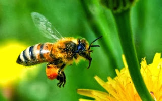 Η ρύπανση από τις εξατμίσεις εμποδίζει τις μέλισσες να μυρίζουν! - Φωτογραφία 1