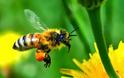 Η ρύπανση από τις εξατμίσεις εμποδίζει τις μέλισσες να μυρίζουν!