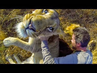 Έτσι είναι να αγκαλιάζεις ένα λιοντάρι [Video] - Φωτογραφία 1