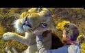 Έτσι είναι να αγκαλιάζεις ένα λιοντάρι [Video]